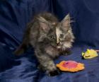Wundervolle , reinrassige Maine Coon Babys mit Papieren