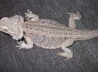 Bartagame weiblich 42cm sandfarben