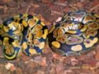 Verkaufe 1,2 Python regius und 1,2 Morelia spilota macdowelli 