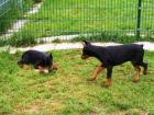 Super schöne  Dobermannwelpen suchen  ein Hause.     