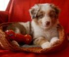 Australian Shepherd Welpen