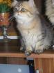 Goldschatz sucht Dich!