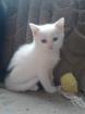 Süße BKH-Angora Mix Kitten suchen neues Zuhause.