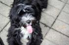 Tibet Terrier Welpen  VDH/KTR  