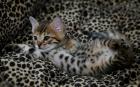 Wundervolle Bengal Babys geb. 29.8. 4 Jungs und 2 Mädchen 