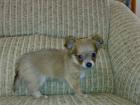 Chihuahua-Welpe, weibl,langhaarig, blue/tan,mit Ahnentafel