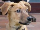 Buddy - Welpe geboren 06/2011 - ein ganz besonderer Welpe!