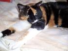 Suche ein neues zu hause