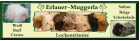 Rasse-Meerschweinchen aus Hobbyzucht