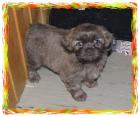 Chihuahua Mix Welpen