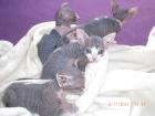 Sphynx canadian Babys