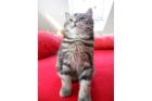 BKH/Maine Coon Kitten suchen noch TOP Familien 
