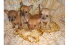 Teacup Chihuahua Welpen !! Absolute Minis-Zuckersssüüüßßß