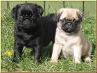 Mops welpen