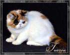 Wundschönen Exotic SH Kitten!!!!