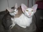 Siamkatzen * OKH * Peterbald