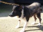 Linda   weil sie an Räude litt, sollte die Border Collie  Mix-Dame eingeschläfer