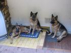 Deutsche Schäferhunde