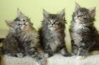 Maine Coon Babies zu verkaufen