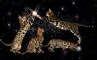 Bengal Kitten rosetted , außergewöhnlich verschmust 