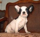Französische Bulldogge, Süße Welpen, Freiatmend
