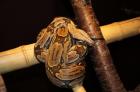 Boa c. constrictor Guyana  abzugeben