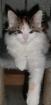 Maine Coon