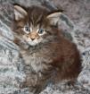 4 Kleine Maine Coon Kitten suchen ab mitte Februar neuen Wirkungskreis