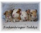 Viele süße Meerschweinchen der Rassen US-Teddy und Rex