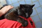  Salomon, schwarzer verschmuster Kater, sucht einen Menschen mit Herz! 