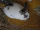 Zwergkaninchen und Zubehör zu verkaufen !!!!!!