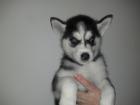 6 Mädels 2 Rüde Reinrassige Sibirian Husky (Lajka)