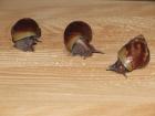 Achatschnecken abzugeben 