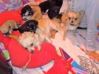 Chihuahua Welpen kurzhaar und langhaar!!! 