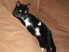 Katze Vermisst!!!!!!!!!!!!