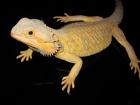 Colourdragons.at - Bartagamen, Zubehör, Terrarientechnik, Terras abzugeben!