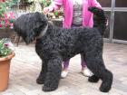Schwarze russ.Terrier-Welpen