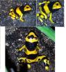 Dendrobates Leucomelas  - Gebänderte Pfeilgiftfrösche