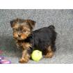 Yorkshireterrier Babys