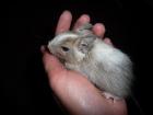 Degu-Jungtier (Schecke) abzugeben