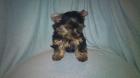 Terrier Welpen