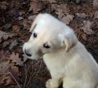 Neuheit!!! Doodle, Labradoodle Kinder in weiß suchen ein neues zu Hause..