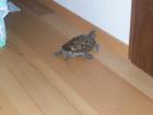 Zwei Mississippi-Höckerschildkröten suchen ein neues Zuhause
