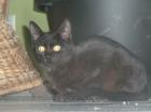 Schmusekater Moris (6 Monate) sucht eine Familie