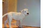 Süße Dogo Argentino Welpen