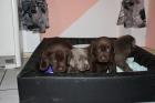 Labrador - Welpen silver,blonde und braun