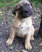Bullmastiff/ Hundewelpen zu verkaufen 