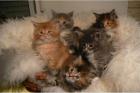 Maine Coon Kätzchen mit Stammbaum