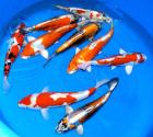 Goldfische-Teichfische-Koi // Fa.Fördefisch