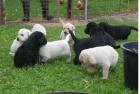      **Super Süße Labrador/G.Retriver Welpen Schwarz, Braun,Weiß**!!!!   